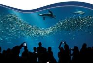 The Monterey Bay Aquarium

attracts approximately 1.8 million visitors annually — and

this month, some are bound to be PIE attendees. If you plan to

explore this world-class facility, be sure to catch the newly

renovated Open Sea Exhibit, featuring old favorites such as green

sea turtles and stingrays, as well as new species such as colorful

puffin birds.