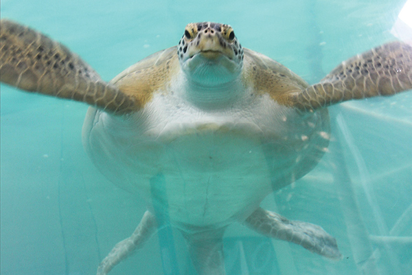 Tank task: Gerry, the Atlantic green sea turtle, swims in his 25,000
 gallon tank at South Padre Island, TX-based Sea Turtles, Inc. IPSSA's 
Texas chapters are embarking on a project to upgrade the sanctuary's 
plumbing, pumps and filters.