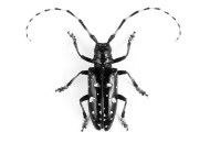 Bug off: The third annual Swimming Pool Survey aims to help New York 
officials prevent Asian longhorned beetles from killing maples and other
 hardwood trees.