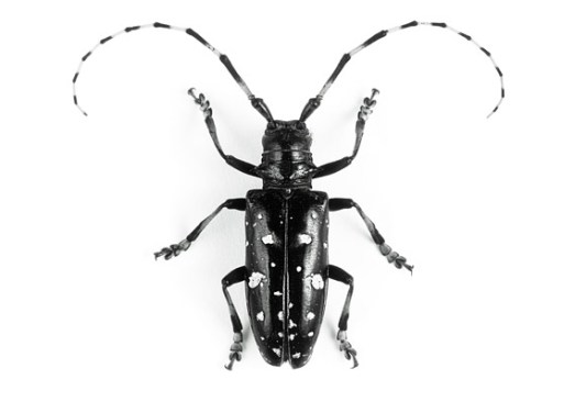 Bug off: The third annual Swimming Pool Survey aims to help New York 
officials prevent Asian longhorned beetles from killing maples and other
 hardwood trees.
