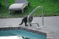 Raccoons can, and do, poop in the pool.