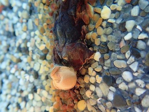 Rust stains from rebar are never pretty, but they're particularly unsightly when they tarnish a beautiful pebble finish.