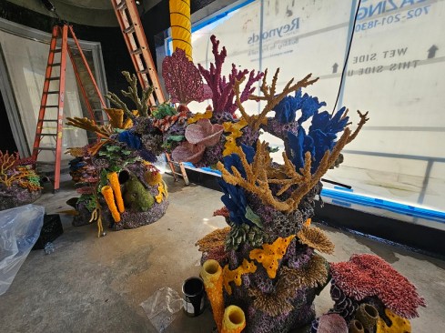 The shark tank interior with coral elements.