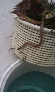 You never know what critters you'll encounter on the job. Seen here
is a Central Florida Crowned Snake slithering out of a skimmer basket.