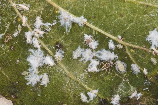 The rugose spiraling whitefly has been blamed for a host of pool
problems in southern Florida. In recent months, service pros in the
north central part of the state have speculated that the critters have
been creeping their way up. Turns out, it's not the whitefly that has
been wreaking havoc, but the Asian woolly hackberry aphid, seen here.
